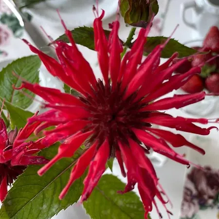 - Steinmetz Mit Balkon Appartement Reken