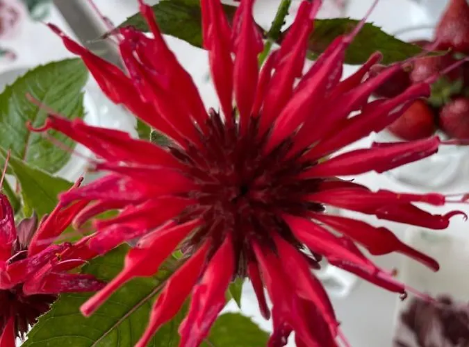 - Steinmetz Mit Balkon Apartmán Reken